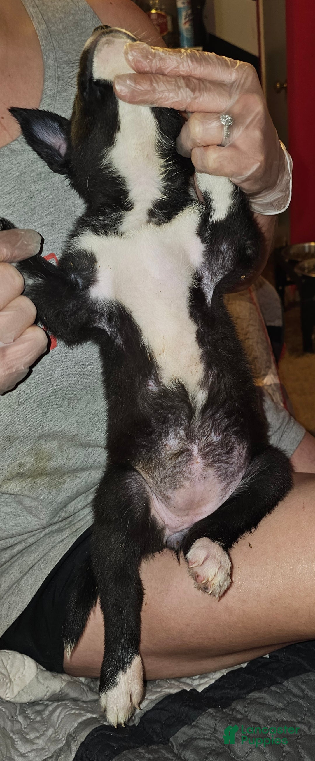 Mixed Breed dogs for sale: Layla - Ad 3