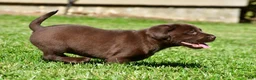 Labrador Retriever dogs for sale: Chino - Ad 13