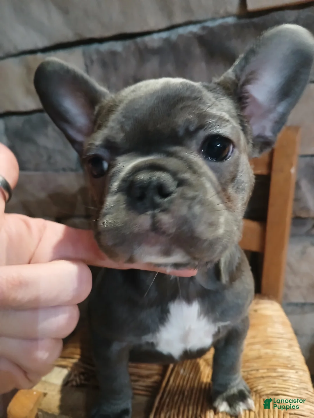 French Bulldog dogs for sale: Lady - Ad 1