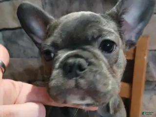 French Bulldog dogs for sale: Lady - Ad 4