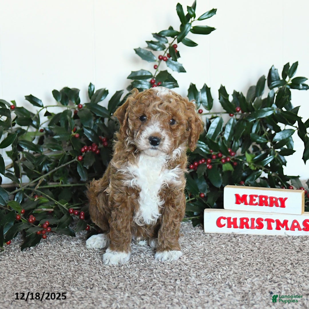 Mini Goldendoodle dogs for sale: Kip   - Ad 2