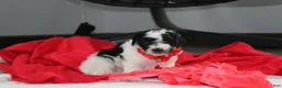 Yorkiepoo dogs for sale: Ryder - Ad 3