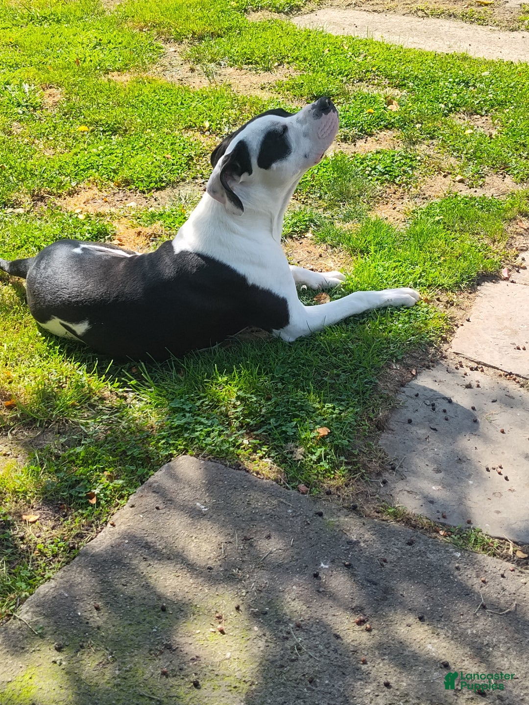 Other breed dogs for sale: Bane - Ad 4