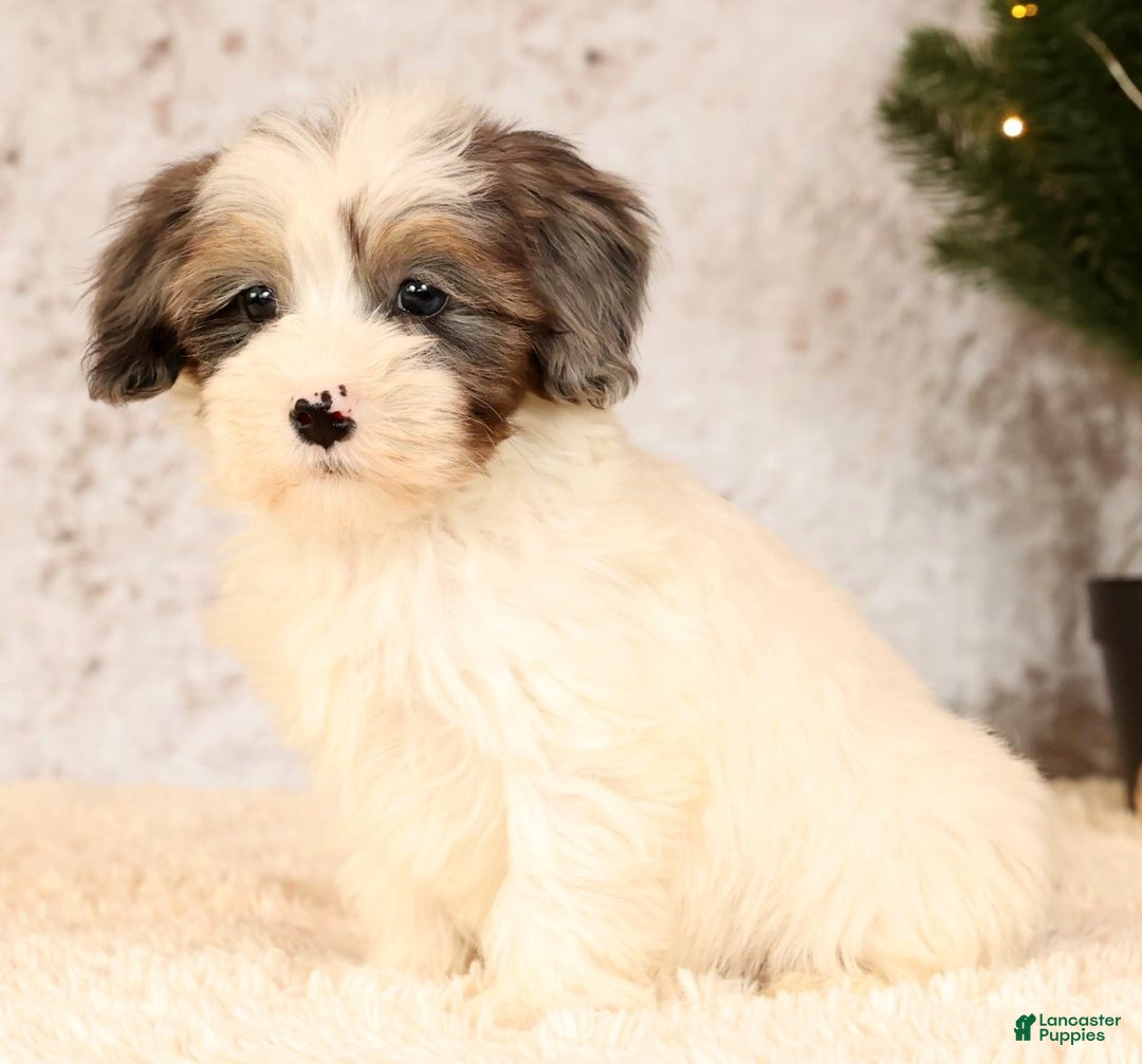 Havapoo dogs for sale: Patrick - Ad 8