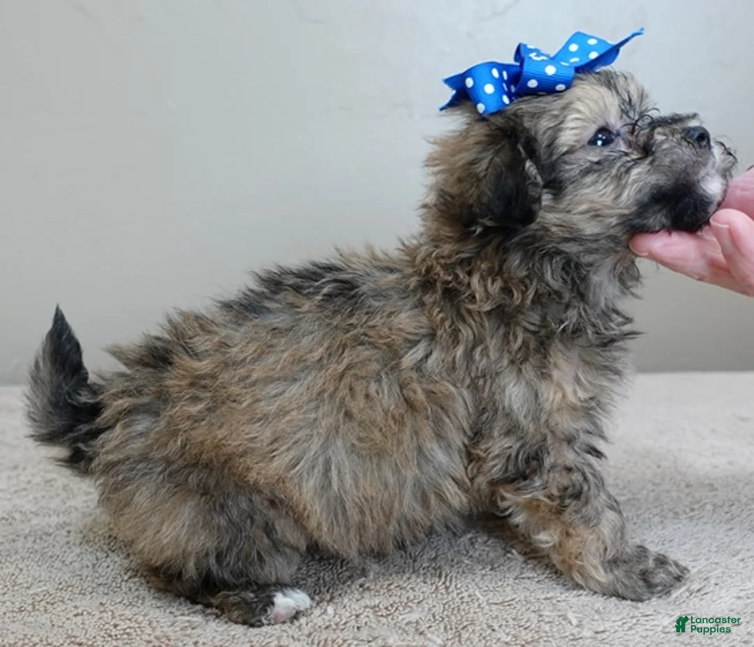 Maltipoo dogs for sale: River - Ad 4