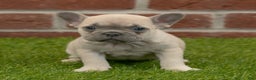 French Bulldog dogs for sale: Maggie - Ad 7