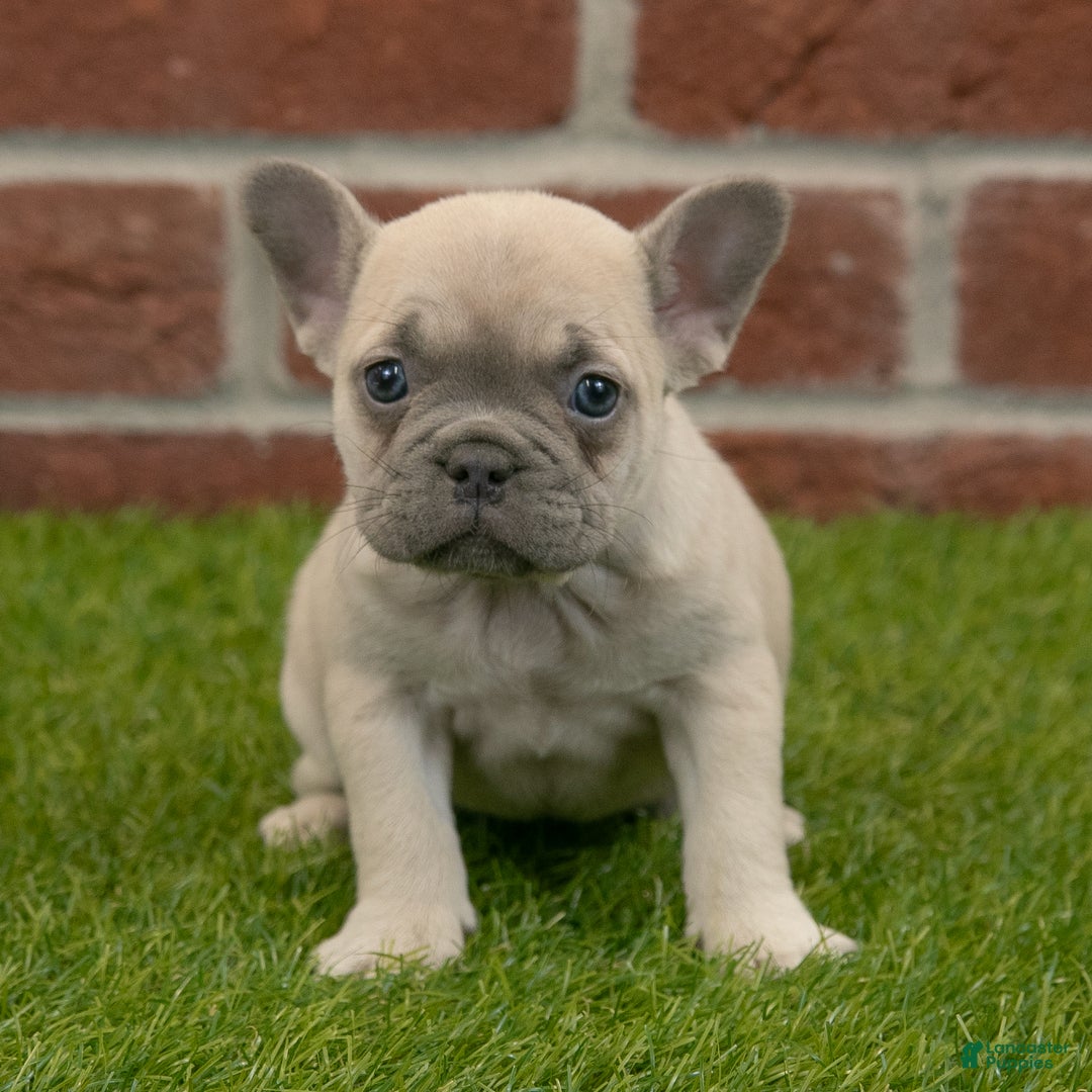 French Bulldog dogs for sale: Maggie - Ad 7