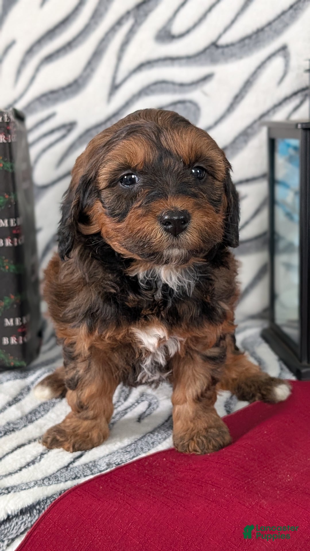 Mixed Breed dogs for sale: Addi - Ad 5