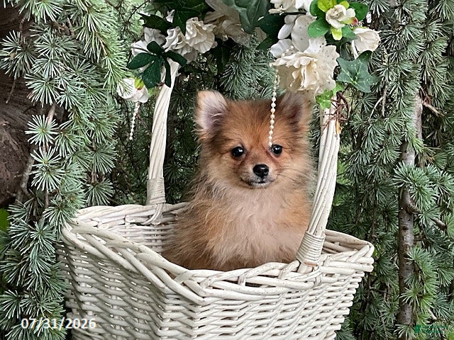 Pomeranian dogs Mocha - Ad 1