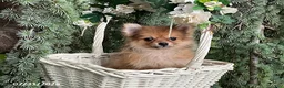 Pomeranian dogs for sale: Mocha - Ad 1