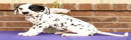 Dalmatian dogs for sale: Abby - Ad 9