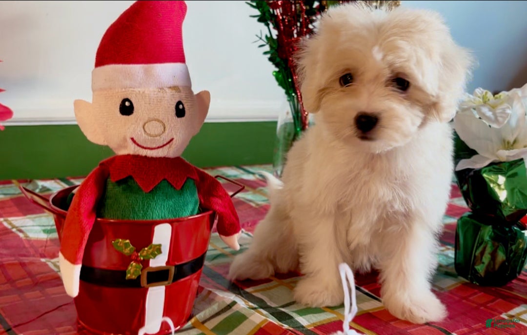 Shorkie dogs for sale: Shorkie Puppy 2 - Ad 5