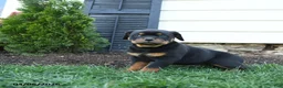 Rottweiler dogs for sale: Crumpet - Ad 5
