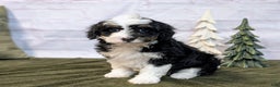 Mini Bernedoodle dogs for sale: Lana - Ad 5