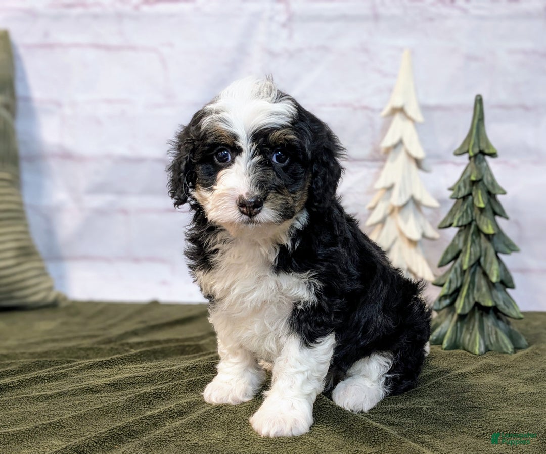 Mini Bernedoodle dogs for sale: Lana - Ad 5