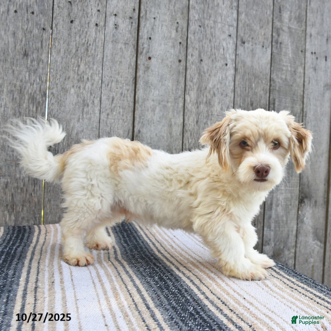 Havanese dogs for sale: Titus  - Ad 4