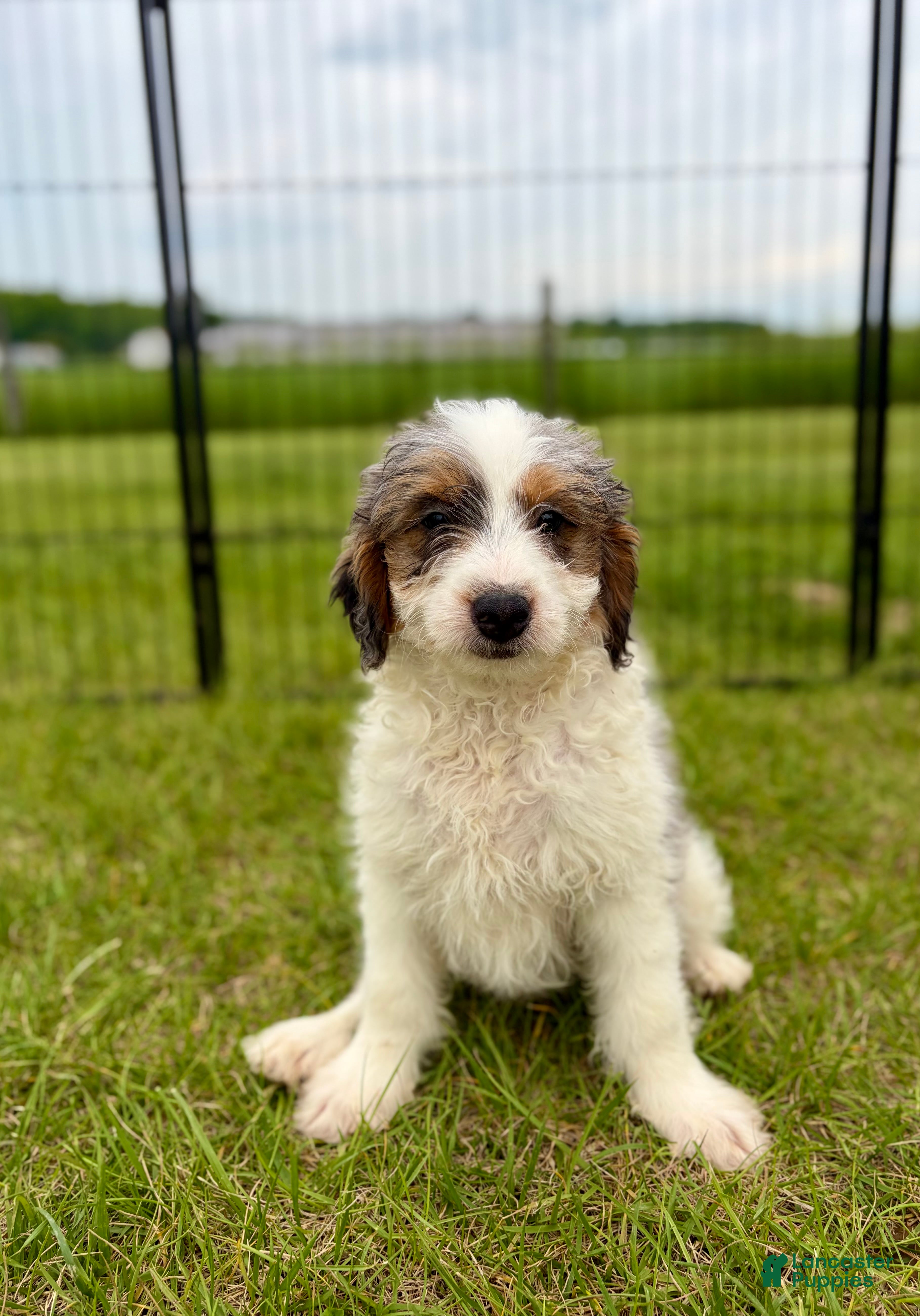 Mini Goldendoodle dogs Heath - Ad 1
