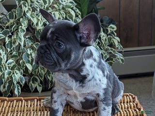 French Bulldog dogs Star - Ad 19