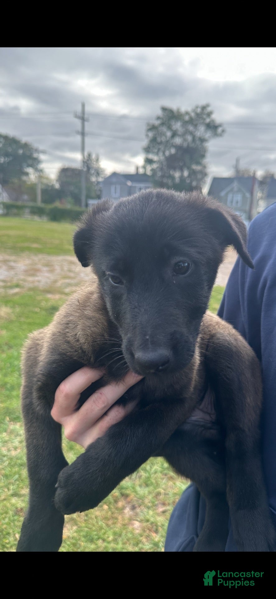 Belgian Malinois dogs for sale: Belgian Malinois 3 - Ad 1