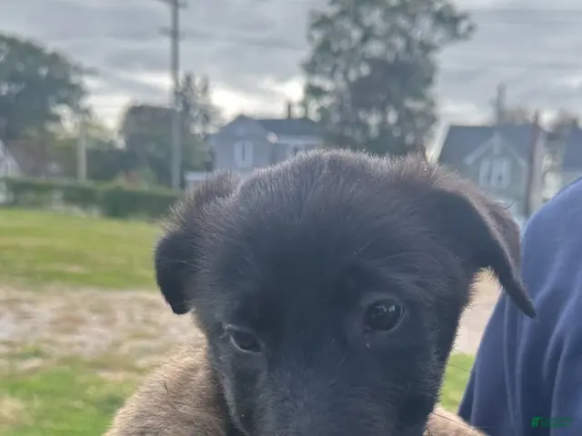 Belgian Malinois dogs for sale: Belgian Malinois 3 - Ad 1
