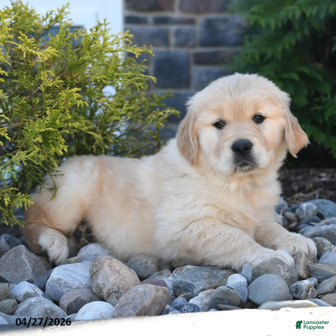 Golden Retriever dogs for sale: Gemma - Ad 1