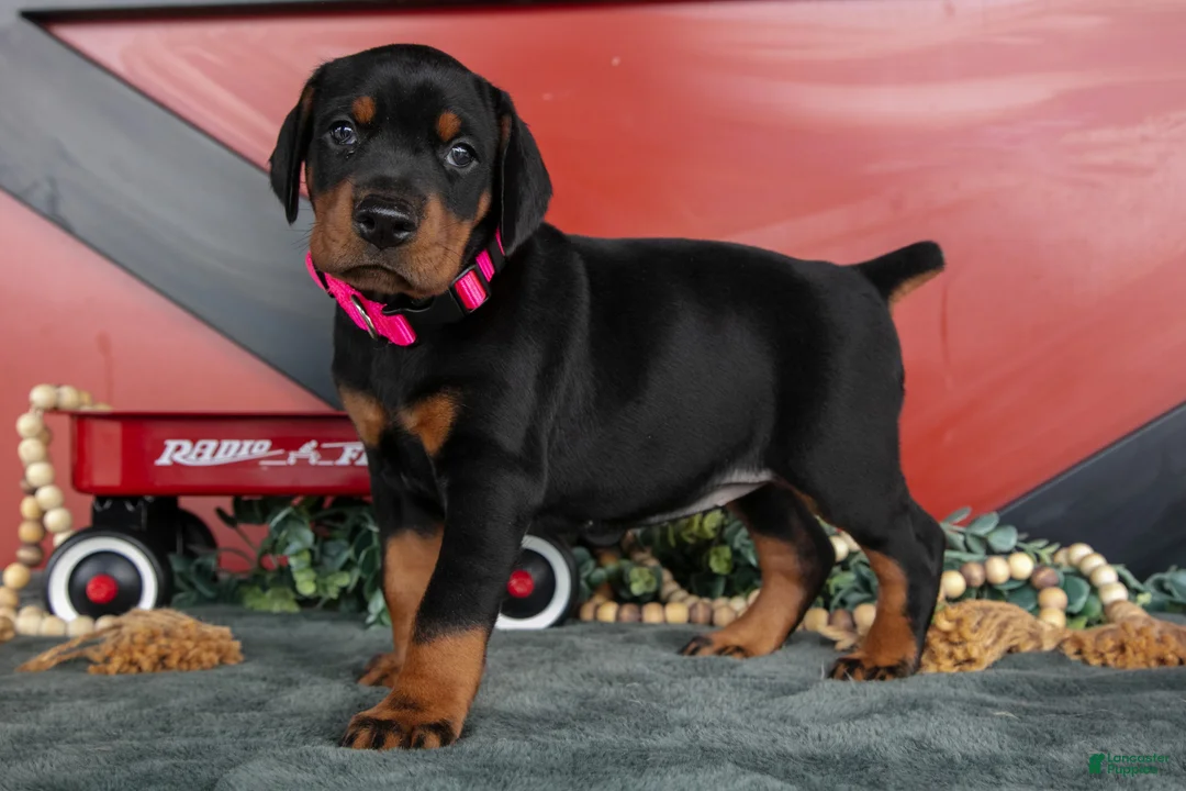 Doberman Pinscher dogs for sale: Rayna - Ad 1