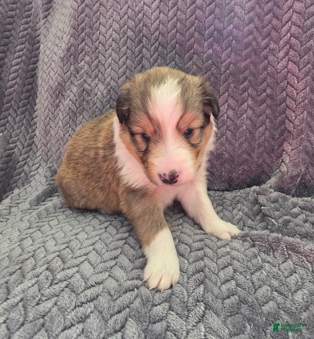 Shetland Sheepdog dogs for sale: Lucius - Ad 2