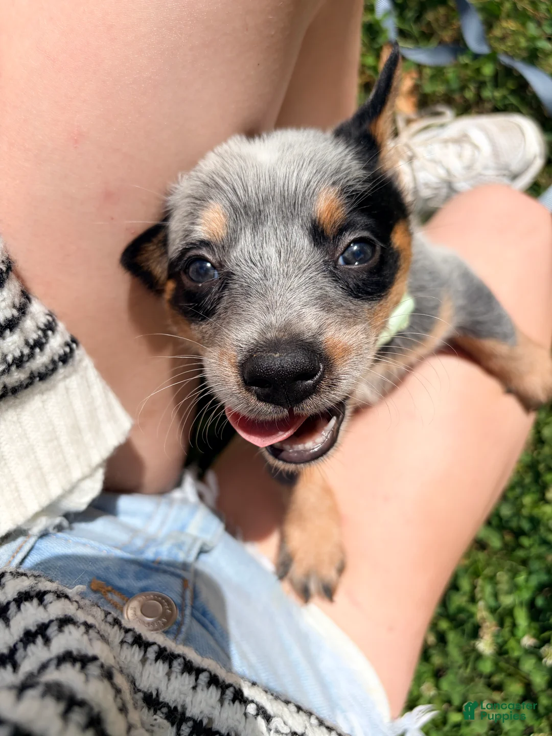 Australian Cattle Dog dogs for sale: Australian Cattle Dog Puppy 1 - Ad 4