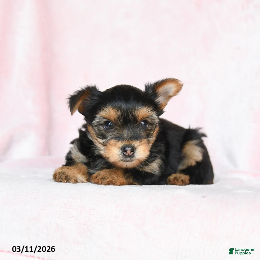 Yorkshire Terrier dogs for sale: Oscar - Ad 1