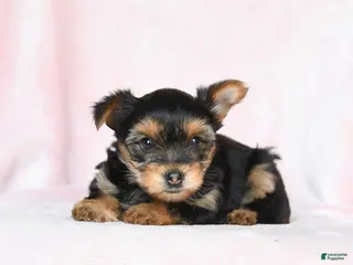 Yorkshire Terrier dogs for sale: Oscar - Ad 2