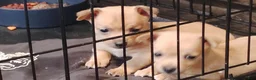 Chihuahua dogs for sale: Teacup Ted - Ad 2