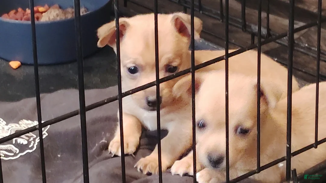 Chihuahua dogs for sale: Teacup Ted - Ad 2