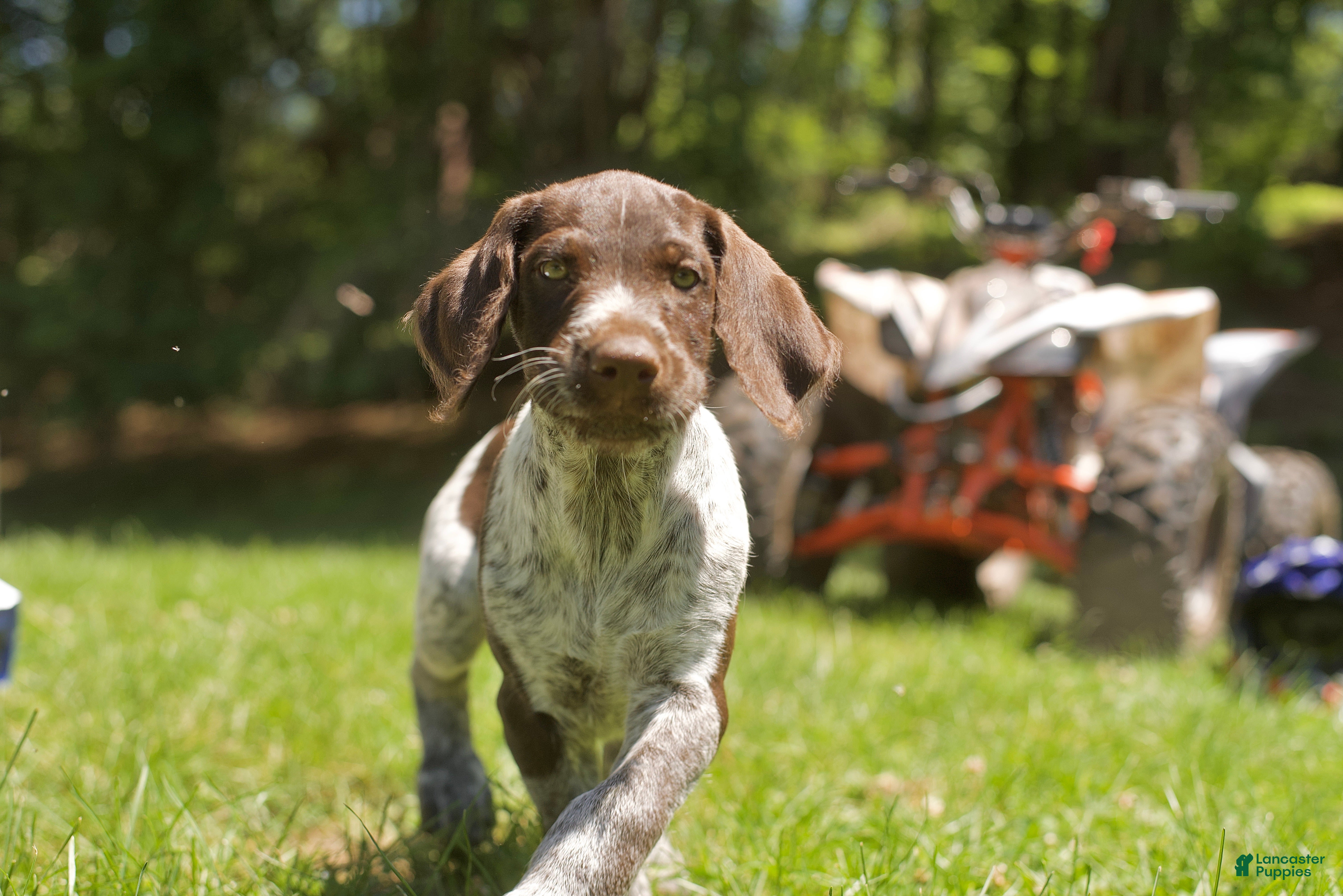 Mixed Breed dogs Duke  - Ad 1