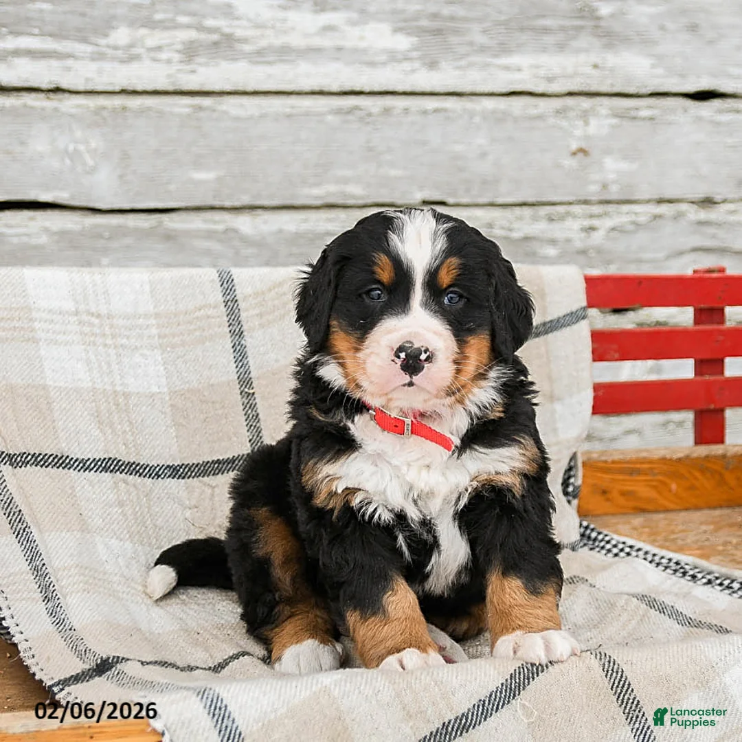 Bernese Mountain Dog dogs for sale: Montana - Ad 1