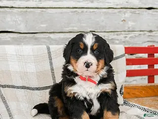 Bernese Mountain Dog dogs Montana - Ad 18