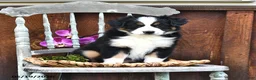 Australian Shepherd dogs for sale: Allie - Ad 1