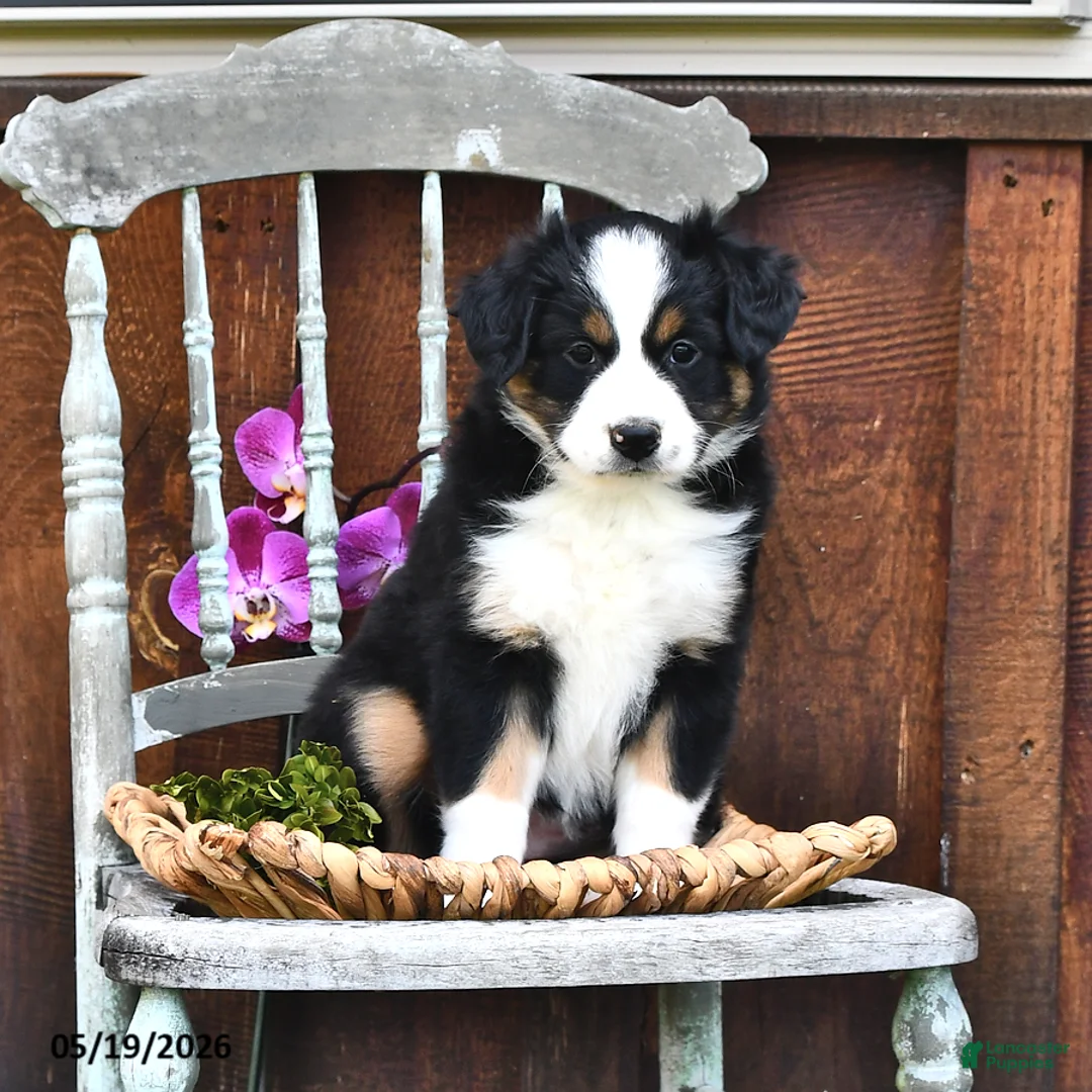 Australian Shepherd dogs for sale: Allie - Ad 1
