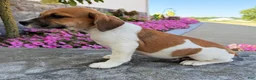 Beabull dogs for sale: Charlie - Ad 4