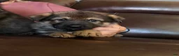 German Shepherd dogs for sale: German Shepherd 2 - Ad 3