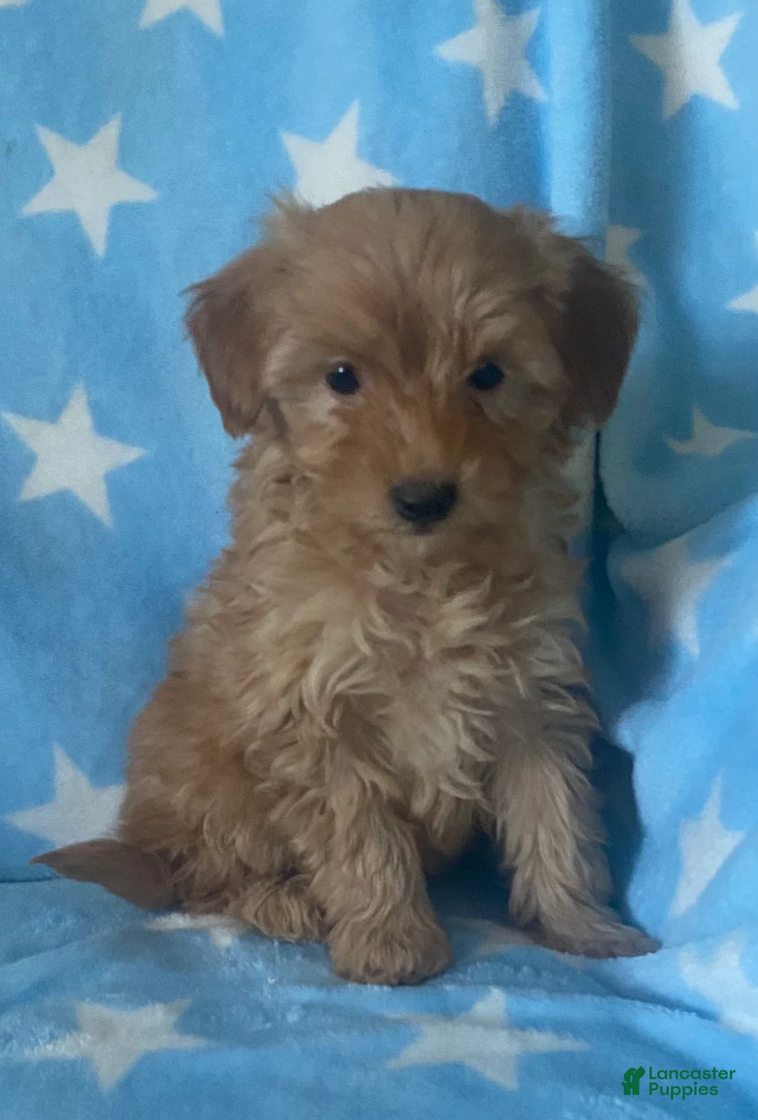 Mini Goldendoodle dogs for sale: Sweetie  - Ad 3