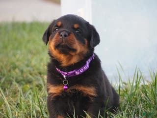 Rottweiler dogs Stella - Ad 37