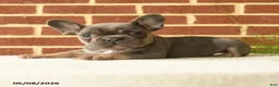 French Bulldog dogs for sale: Kermit - Ad 3