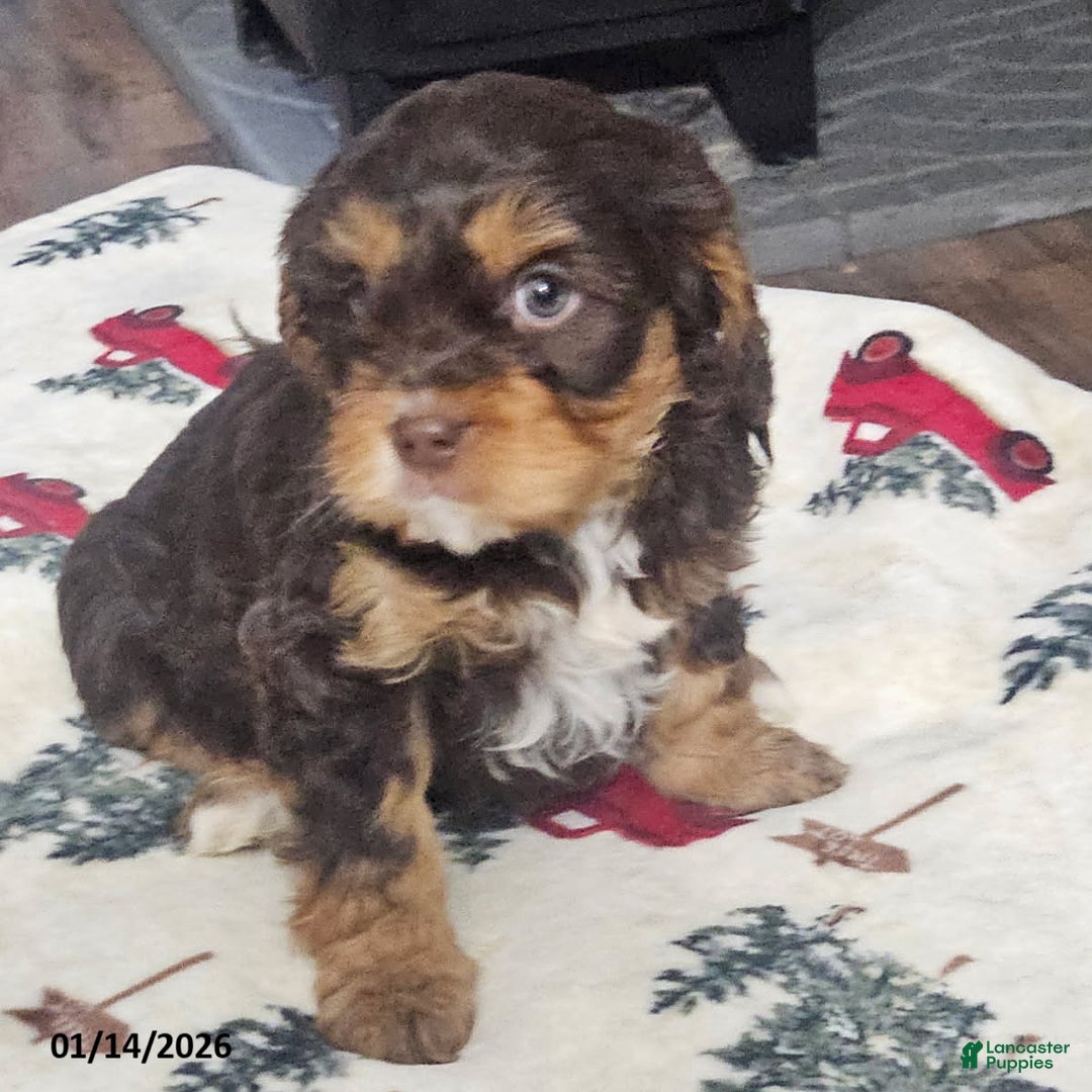 Cavapoo dogs for sale: Cocoa - Ad 2