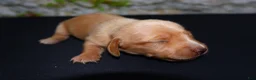 Miniature Dachshund dogs for sale: Miniature Dachshund Puppy 5 - Ad 8