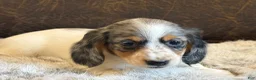 Miniature Dachshund dogs for sale: Twilight  - Ad 9