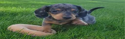 Miniature Dachshund dogs for sale: Trigger  - Ad 11