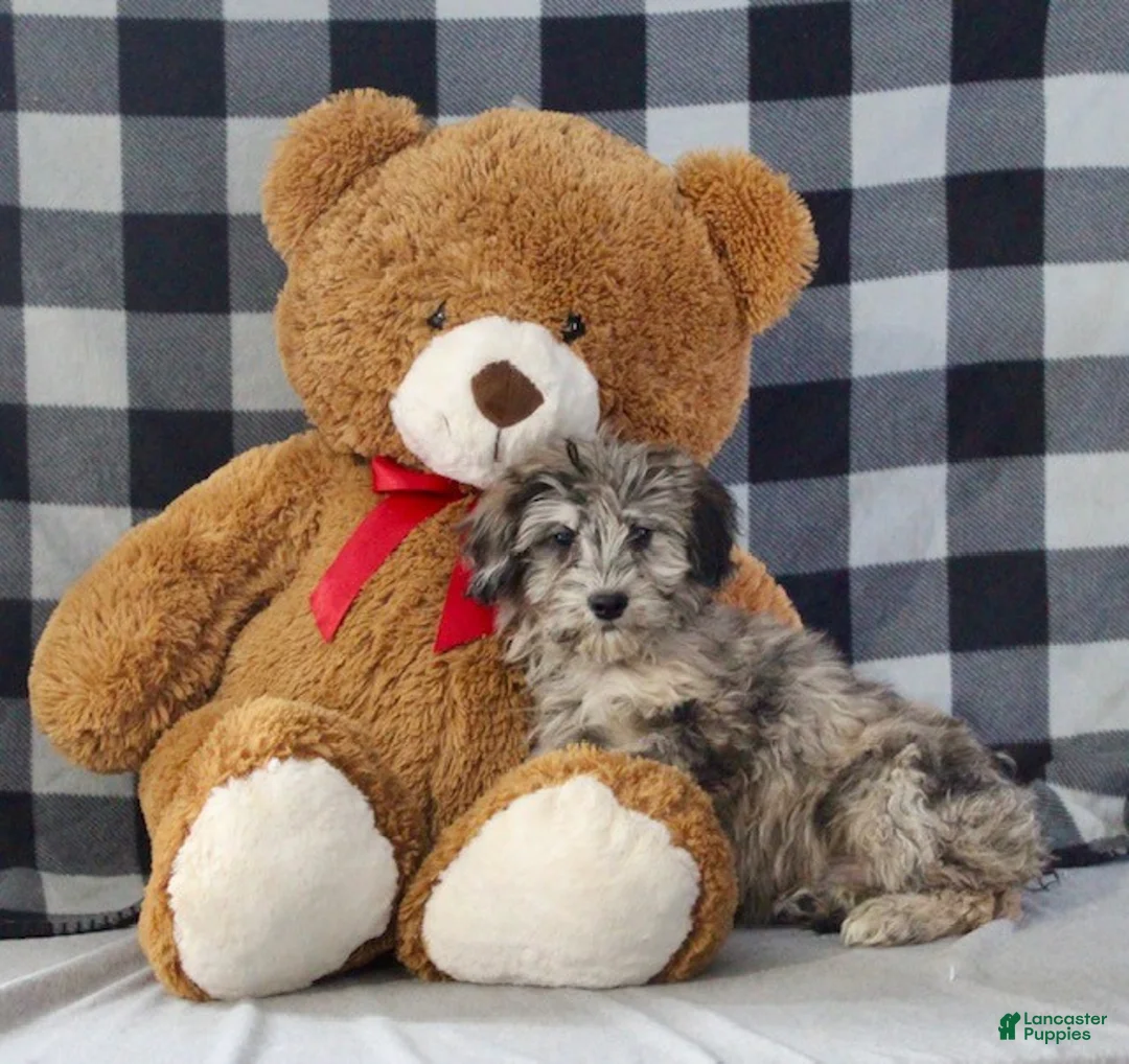 Mixed Breed dogs for sale: Spencer - Ad 4