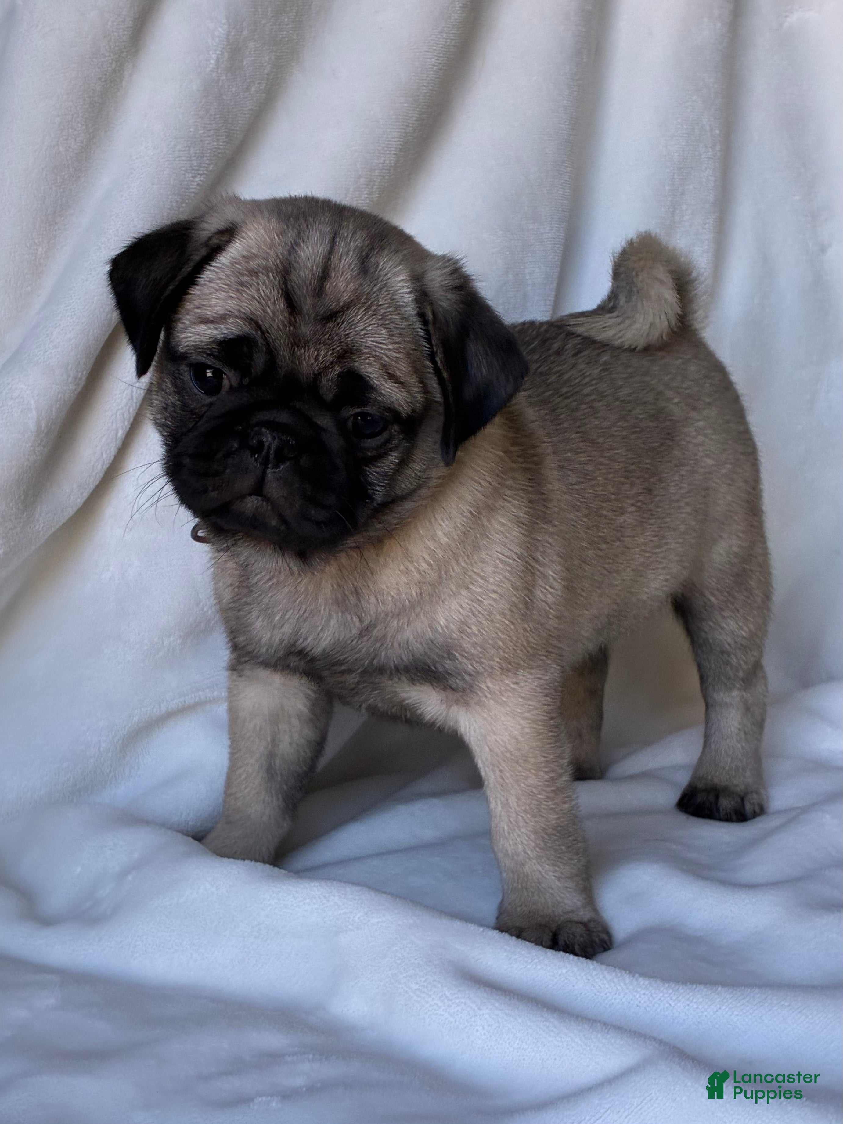 Pug dogs Nicky - Ad 1