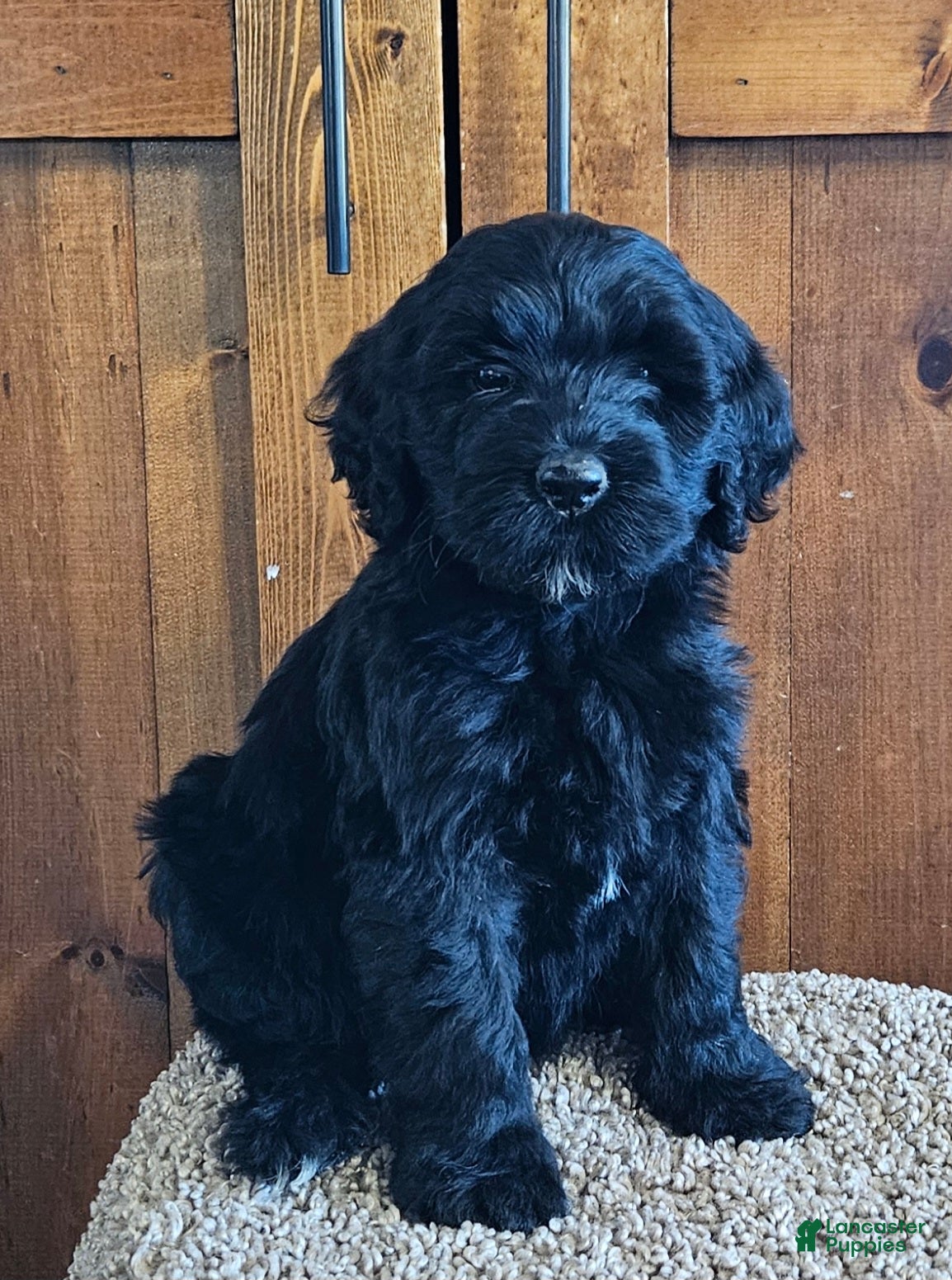 Portuguese Water Dog dogs for sale: Millicent (Millie) - Ad 3