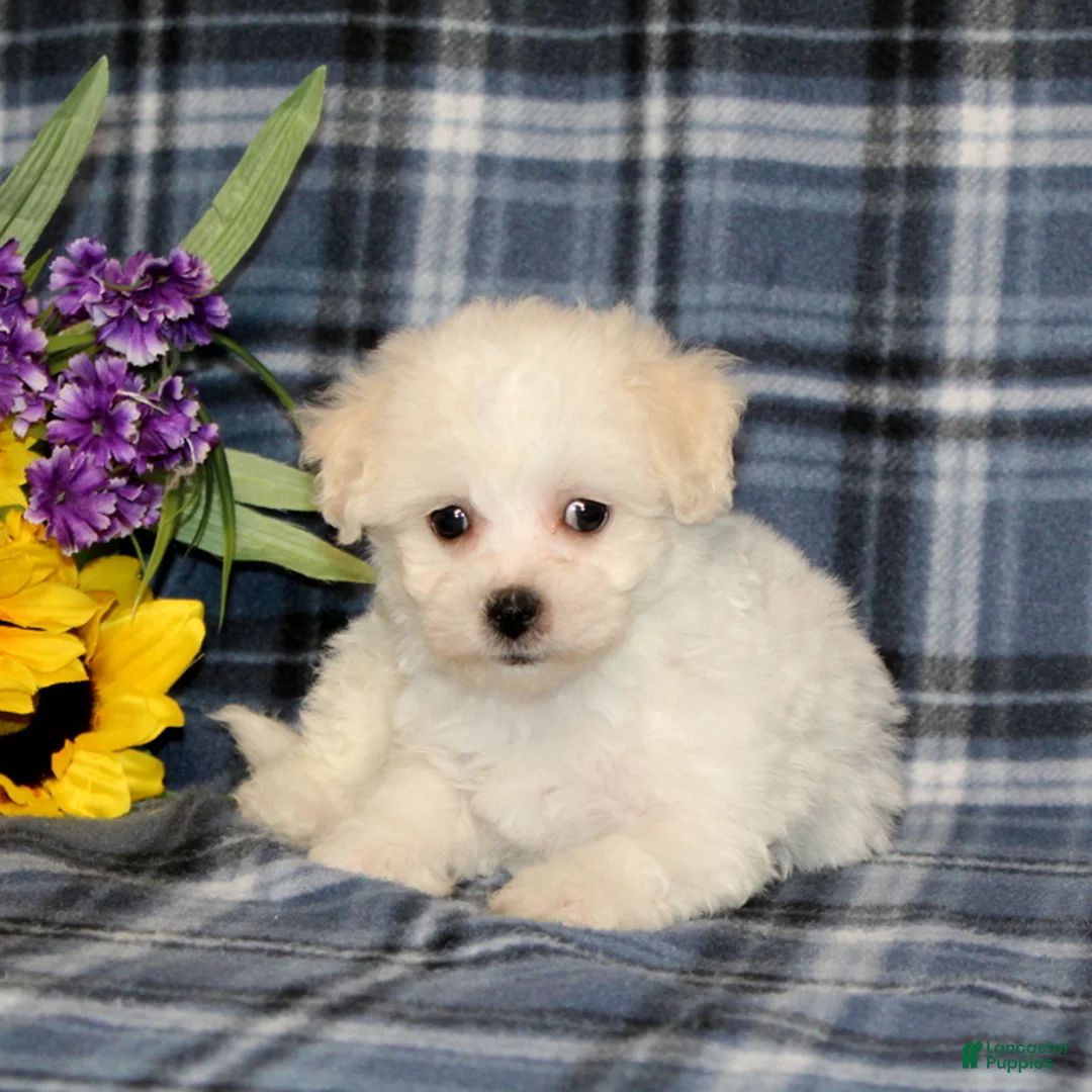 Bichon Frise dogs for sale: Flowers - Ad 4